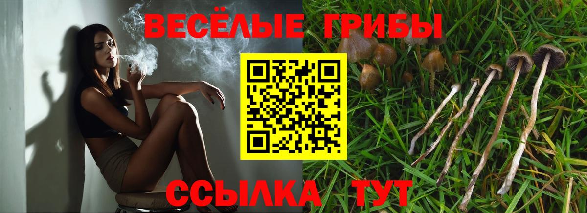 Псилоцибиновые грибы MAGIC MUSHROOMS  закладка  Моздок  Вход с VPN 